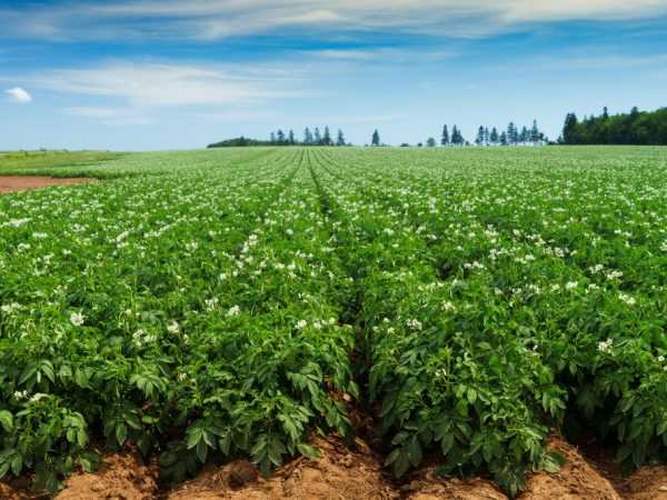 Картофель является засухоустойчивым растением
