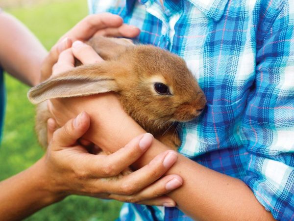 Кроликам требуется бережный уход