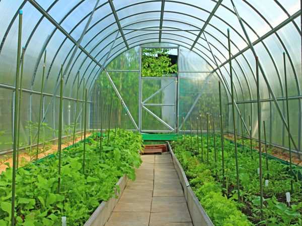 Utformingen av drivhuset påvirker tidspunktet for planting av tomater.