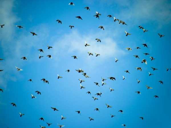 Hoogvliegende duiven