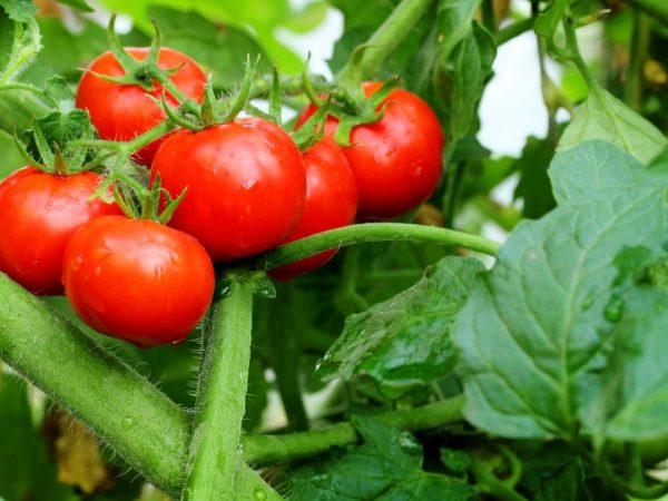 Charakteristika výbuchu rajčat