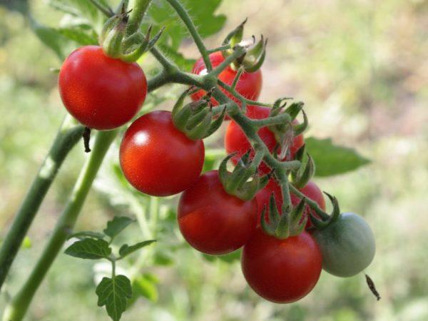 Beskrivelse av tomater Eplevarianter