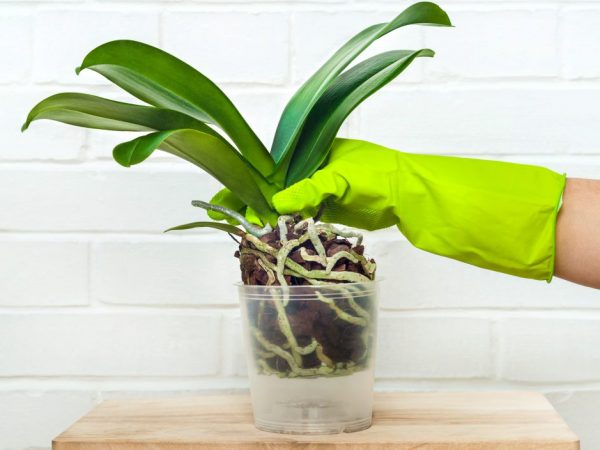 Meripihkahapon käyttö orkideoille
