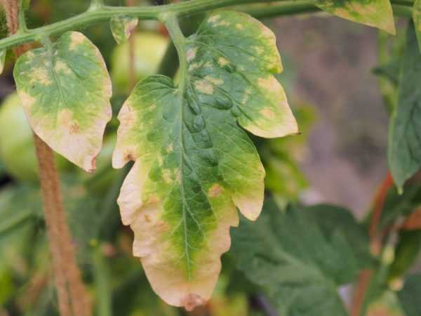 Kasvihuoneessa olevien tomaattien lehdet ovat sairaita ja muuttuvat keltaisiksi