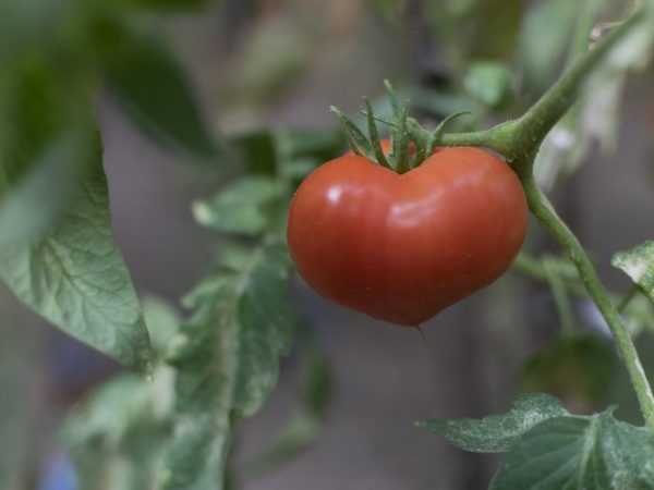 Penerangan tentang pelbagai tomato Yubileiny Tarasenko