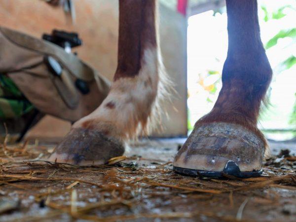 Miksi kenkiä hevosia