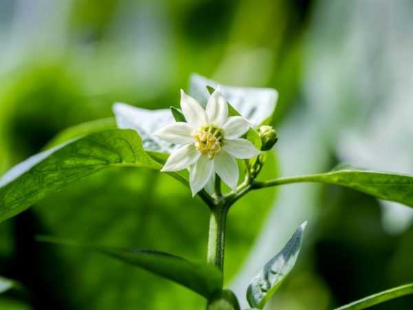 Forhindre blomstringen av pepperfrøplanter