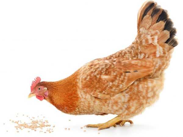 Zagorsk Lax ras av kycklingar
