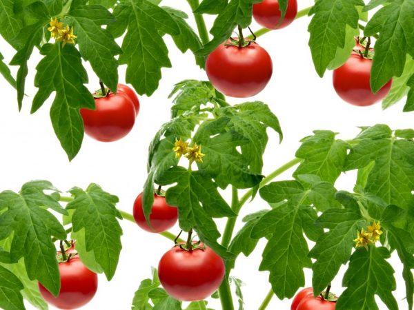 Beskrivelse av tomat Pickling Miracle
