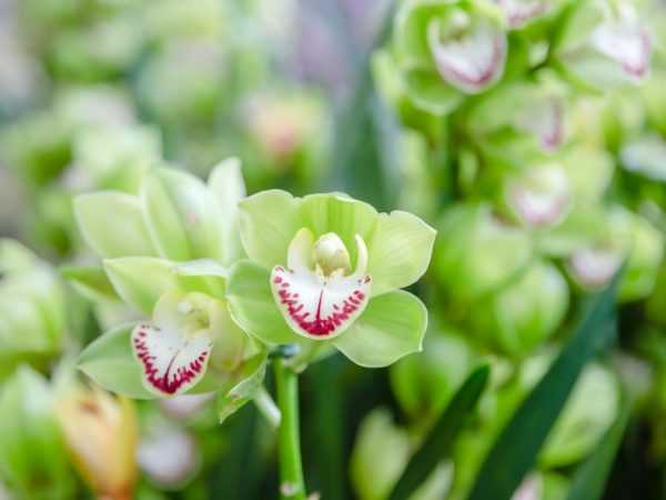 Grön orkidé