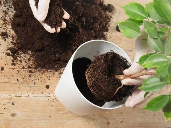 For planting kan du bruke universell jord