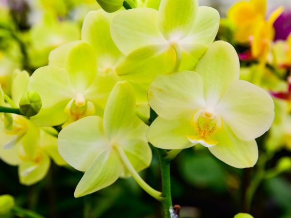 Beskrivning av den gula phalaenopsis-orkidén