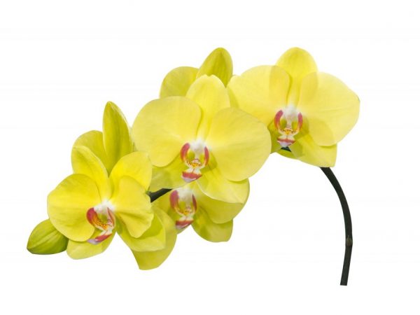 En orkidé blommar med rätt skötsel