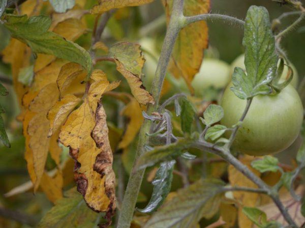 Planta afectată poate infecta tufișurile din apropiere
