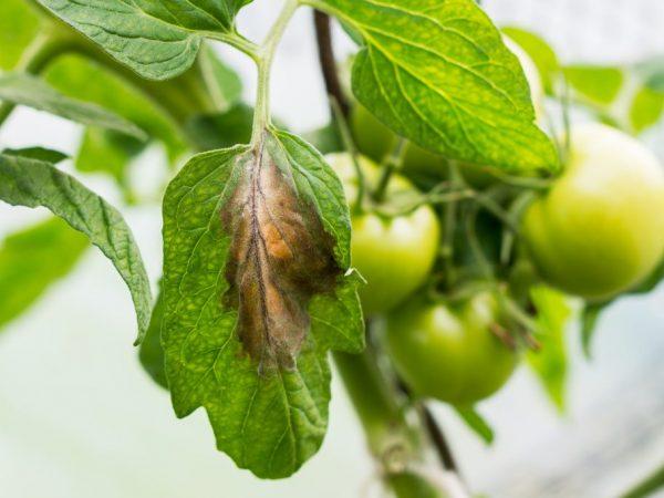 Keltaisten pilkkujen hoito tomaateissa