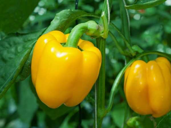 Egenskaper för gul paprika