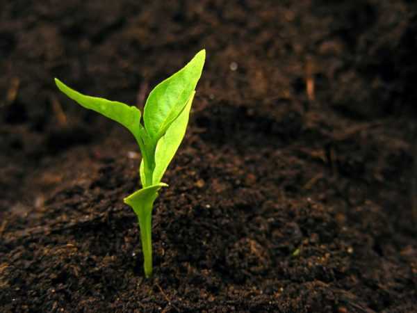 Phương pháp trồng cây con giúp tăng năng suất