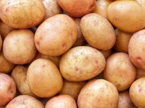 Kenmerken van het aardappelras Zhukovsky (vroeg)