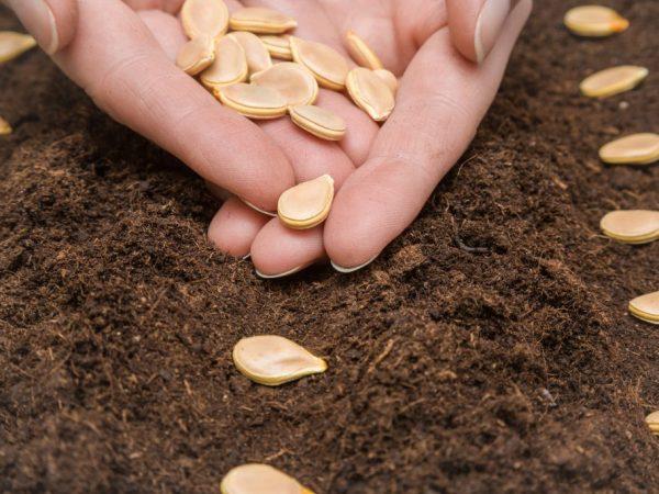Семена сажают в прогретую почву