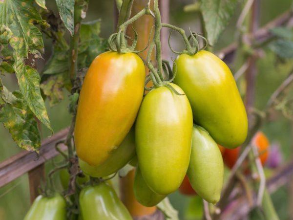 Ciri-ciri pelbagai tomato Zolotaya Rybka