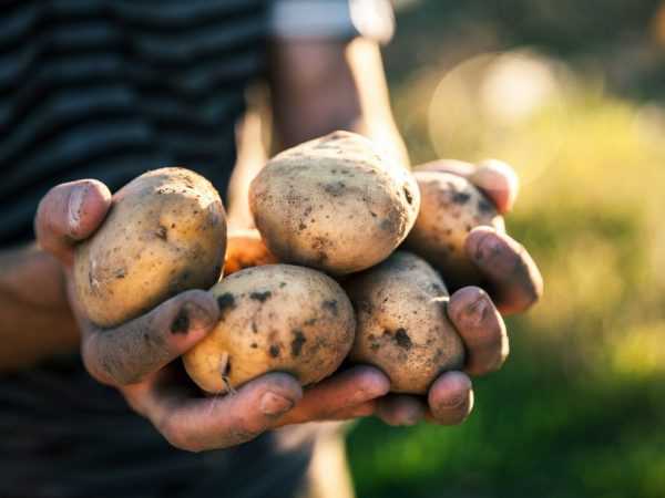 Характеристика картофеля сорта Зорачка
