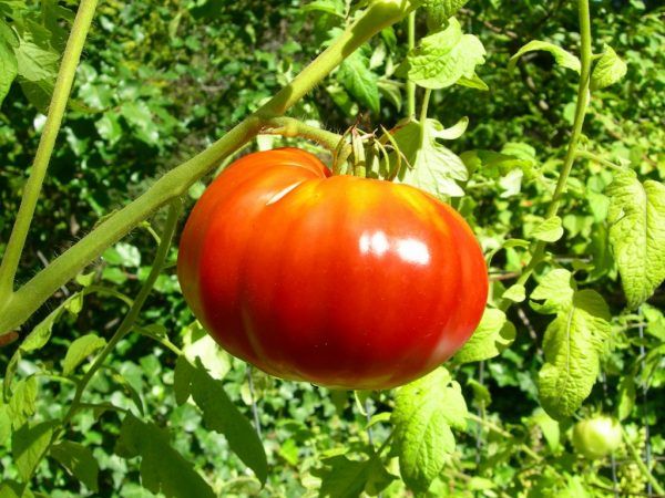Χαρακτηριστικά της ποικιλίας ντομάτας Μοσχαρίσιο