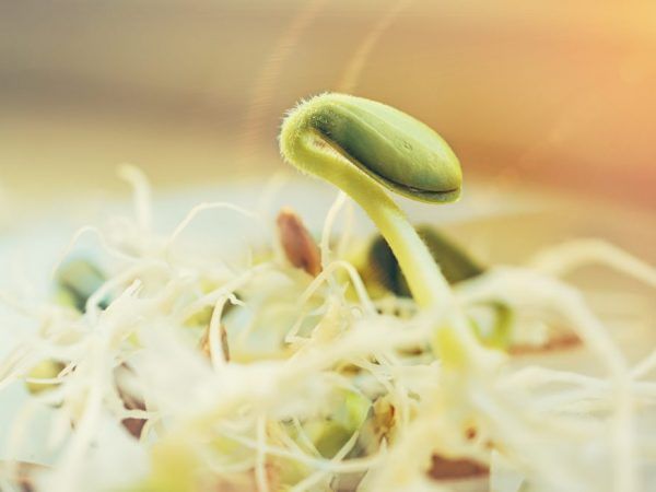 Funksjoner ved å plante zucchini