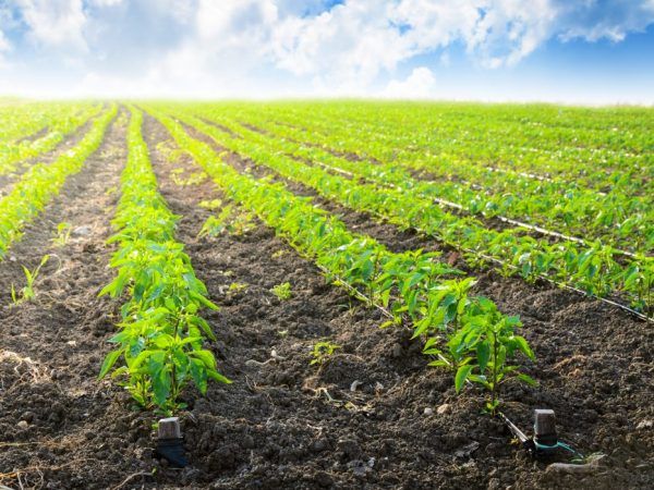 Reglas para plantar pimienta en 2019