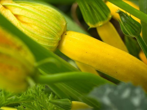 Orsaker till gulning av zucchini