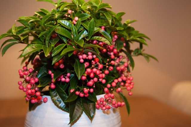 Ardisia 或紅豌豆 - 護理 -