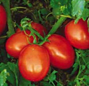 Rio Fuego 番茄品種的特徵。 ——