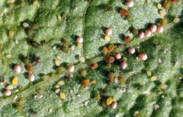用家庭療法對抗黃瓜上的蚜蟲 -